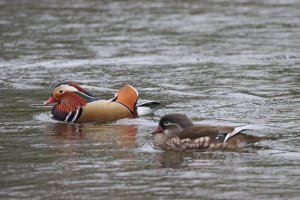 A pair of Mandarins