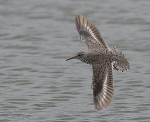 Spotted Sandpiper