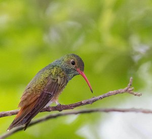 Buff-bellied Hummingbird