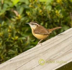 Carolina Wren