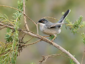 Menetries's warbler