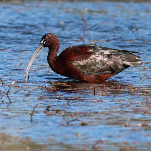 glossy ibis