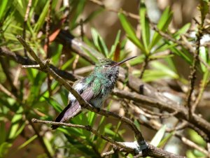 Glittering-throated Emerald