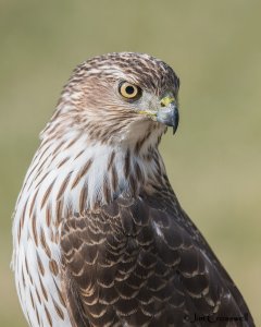 Cooper’s Hawk