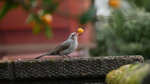 Brown-eared Bulbul