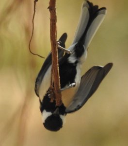 Cinereous Tit