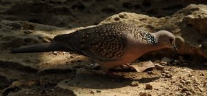 Spotted Dove