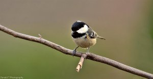 Coal Tit.