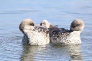 Symmetry in endangered ducks