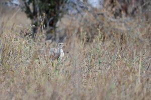 White-bellied Bustard