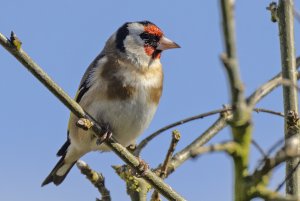 Goldfinch