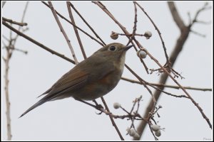 Red-flanked Bluetail