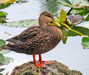 Mottled Duck