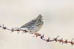 Meadow Pipit on Barbed Wire