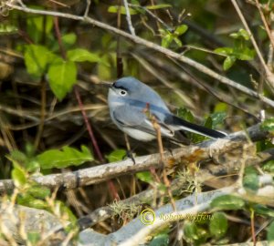 Blue-gray Gnatcatcher