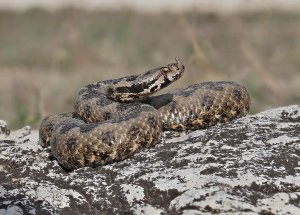 Transdanubian Sand Viper