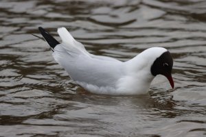 Black-headed Gull