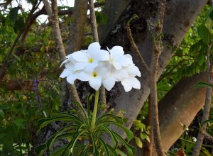 plumeria pudica