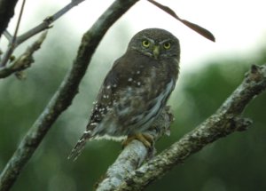 Guatemalan Pygmy Owl