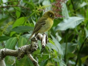 Yellowish Flycatcher