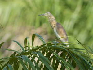 Squacco heron