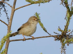 Graceful prinia