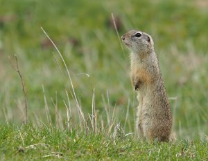 European Ground Squirrel