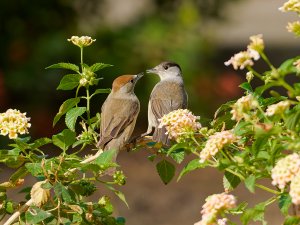 Eurasian blackcap