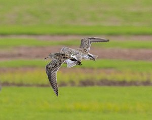 Pectoral Sandpipers Flying