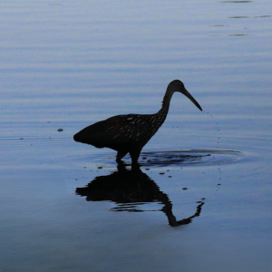 Limpkin Reflection on Water