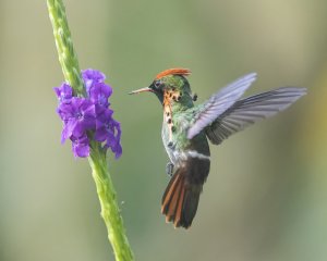 Tufted Coquette