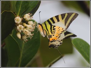 Five-bar Swordtail