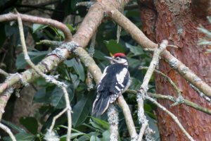 Great Spotted Woodpecker