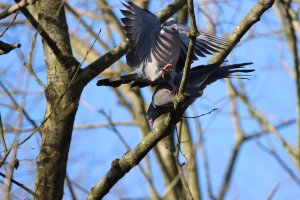 Woodpigeon fight.