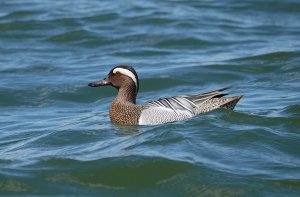 Male Garganey