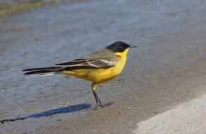 Yellow Wagtail