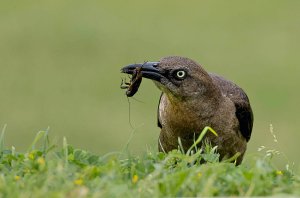 Great-tailed Grackle, Female