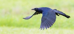 Great-tailed Grackle Male Flying