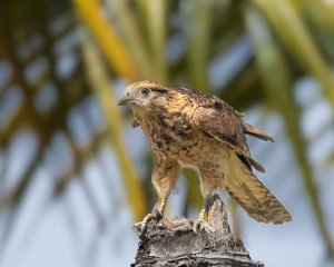 Yellow-headed Caracara (juv)