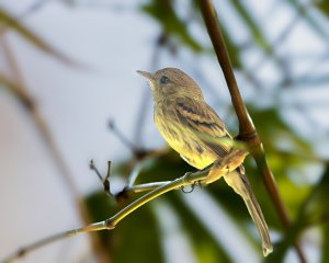 Bran-coloured Flycatcher