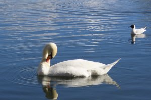 Swan (and gull!)