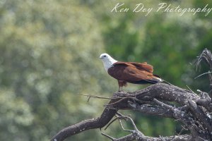 Brahminy Kite.