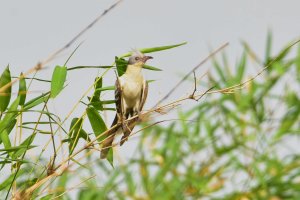 Great Spotted Cuckoo