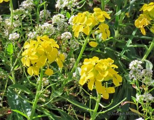 San Francisco Wallflower (Erysimum franciscanum)