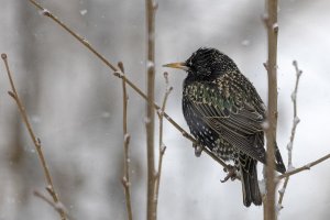 Starling in a blizzard