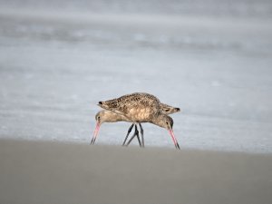 Marbled godwits