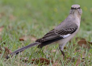 Northern Mockingbird