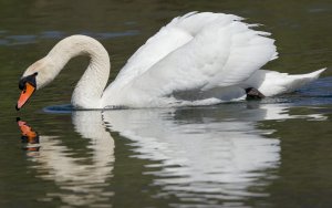 Mute Swan