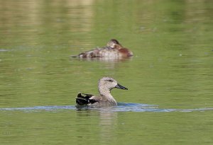 Gadwall