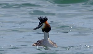 Great Crested Grebe